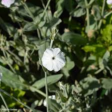 Image result for Lychnis coronaria alba