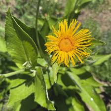 Image result for Inula helenium