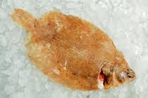 Image result for Microstomus kitt