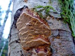 Attēlu rezultāti vaicājumam “Phellinus ferruginosus”