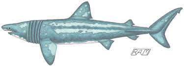 Image result for Cetorhinus maximus