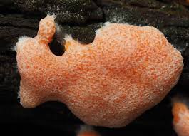 Attēlu rezultāti vaicājumam “Dictydiaethalium plumbeum”