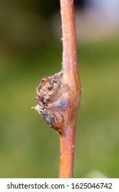 Attēlu rezultāti vaicājumam “Lasioptera rubi”