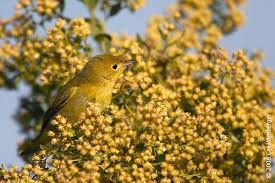 Image result for Dendroica petechia