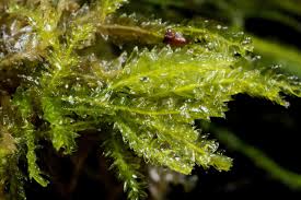 Attēlu rezultāti vaicājumam “Plagiothecium latebricola macro”