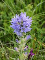 Attēlu rezultāti vaicājumam “Campanula cervicaria flower”