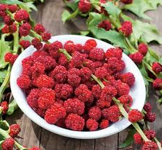 Attēlu rezultāti vaicājumam “Chenopodium foliosum fruit”