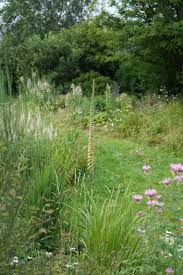 Image result for Digitalis ferruginea