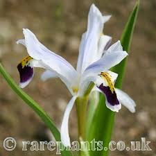 Attēlu rezultāti vaicājumam “Iris rosenbachiana flower”