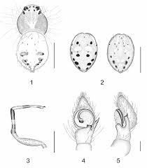 Attēlu rezultāti vaicājumam “Diaea dorsata male”
