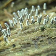 Attēlu rezultāti vaicājumam “Arcyria denudata young”