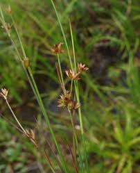 Attēlu rezultāti vaicājumam “Juncus capitatus fruit”
