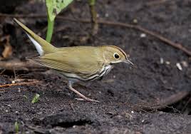 Image result for Seiurus aurocapilla