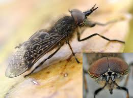 Attēlu rezultāti vaicājumam “Haematopota sp.”