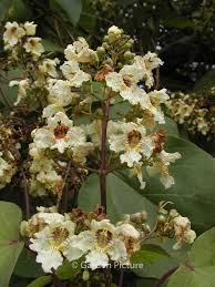 Attēlu rezultāti vaicājumam “Catalpa ovata”