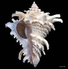 Attēlu rezultāti vaicājumam “Aloina rigida”