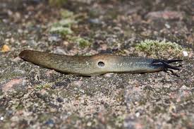 Attēlu rezultāti vaicājumam “Krynickillus melanocephalus”