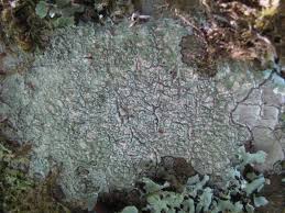 Attēlu rezultāti vaicājumam “Pertusaria leioplaca”