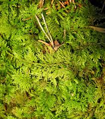 Attēlu rezultāti vaicājumam “Thamnobryum subserratum sporophyte”