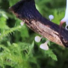 Attēlu rezultāti vaicājumam “Typhula erythropus”