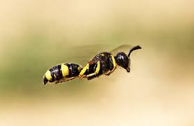 Attēlu rezultāti vaicājumam “Cerceris arenaria”