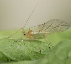 Attēlu rezultāti vaicājumam “Acyrthosiphon”