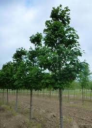 Attēlu rezultāti vaicājumam “Acer pseudoplatanus”