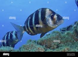Image result for Diplodus cervinus