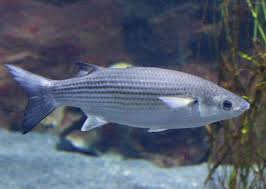 Image result for Chelon labrosus