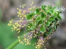 Attēlu rezultāti vaicājumam “Poterium sanguisorba flower”