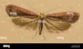 Attēlu rezultāti vaicājumam “Depressariidae”