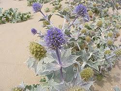 Attēlu rezultāti vaicājumam “Eryngium maritimum”