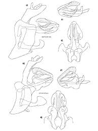 Attēlu rezultāti vaicājumam “Cixius sp.”