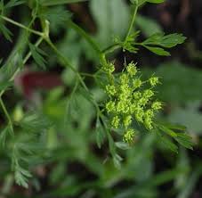 Attēlu rezultāti vaicājumam “Cenolophium denudatum leaf”