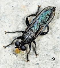 Attēlu rezultāti vaicājumam “Choerades sp.”