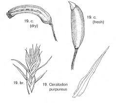 Attēlu rezultāti vaicājumam “Anomodon viticulosus sporophyte”