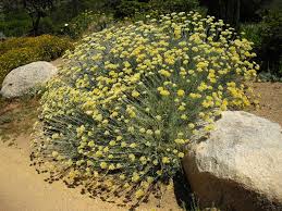 Image result for Helichrysum lindleyii