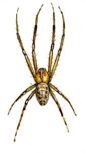 Attēlu rezultāti vaicājumam “Metellina segmentata”