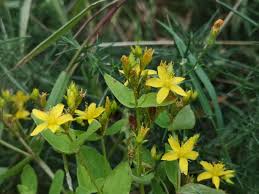 Attēlu rezultāti vaicājumam “Hypericum maculatum flower”