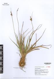 Attēlu rezultāti vaicājumam “Carex pilulifera”