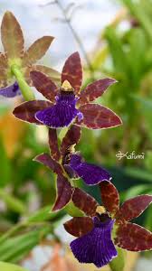 「ジート 花の魔法使いマリーベル」の画像検索結果