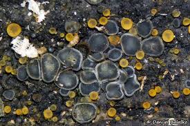 Attēlu rezultāti vaicājumam “Mollisia cinerea”