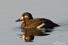 Attēlu rezultāti vaicājumam “Melanitta fusca”