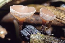 Attēlu rezultāti vaicājumam “Myriosclerotinia scirpicola”