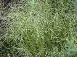 Attēlu rezultāti vaicājumam “Glyceria striata”