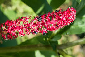 Attēlu rezultāti vaicājumam “Phytolacca acinosa flower”