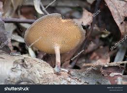 Attēlu rezultāti vaicājumam “Polyporus brumalis”