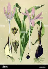 Attēlu rezultāti vaicājumam “Colchicum autumnale”