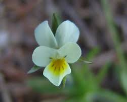 Attēlu rezultāti vaicājumam “Viola arvensis flower”