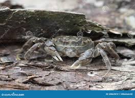 Image result for Eriocheir sinensis